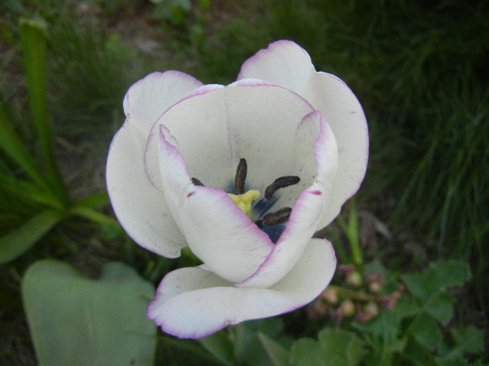 Tulipa Shirley (2013, April 26)