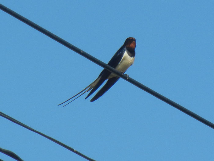 Barn Swallow_Randunica (2013, Apr.26)