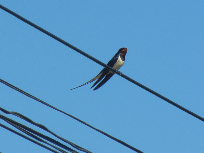 Barn Swallow_Randunica (2013, Apr.26) - Barn Swallow_Randunica