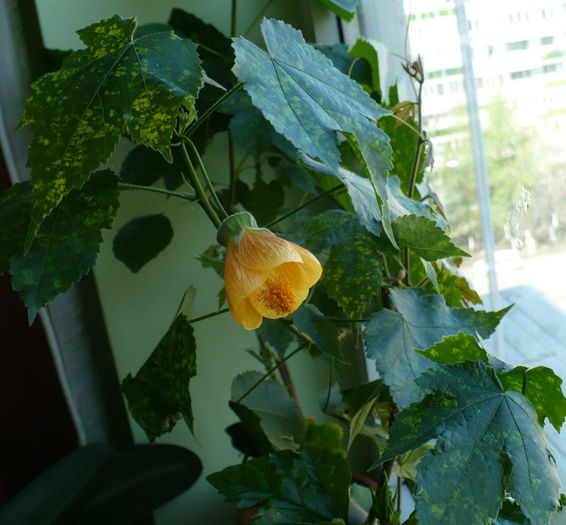 P1430222
