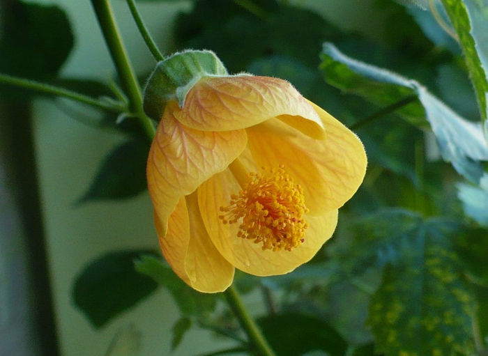 P1430219 crop