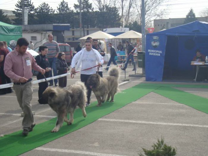 FLEX CAUCAZ DE NEAMT; FEX CAUCAZ DE NEAMT- EXPO. CAC SUCEAVA, 20-04-213, A OBTINUT EXCELENT 1, CACJ, CEL MAI BUN MASCUL AL RASEI, BOB, ARBRITRU RING, MOLNAR ZSOLT
