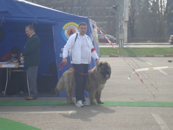 FLEX CAUCAZ DE NEAMT; FEX CAUCAZ DE NEAMT- EXPO. CAC SUCEAVA, 20-04-213, A OBTINUT EXCELENT 1, CACJ, CEL MAI BUN MASCUL AL RASEI, BOB, ARBRITRU RING, MOLNAR ZSOLT
