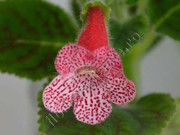 Kohleria Simone (ni)