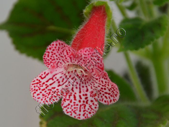 Kohleria Simone (ni)