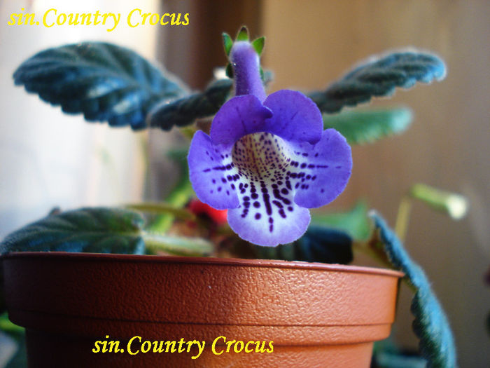 sin.Country Crocus (27-04-2013)