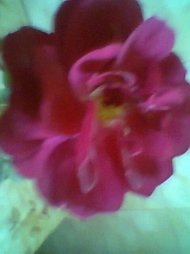 Fotogr.0525 - Trandafir buchetar rosu prins in sticla