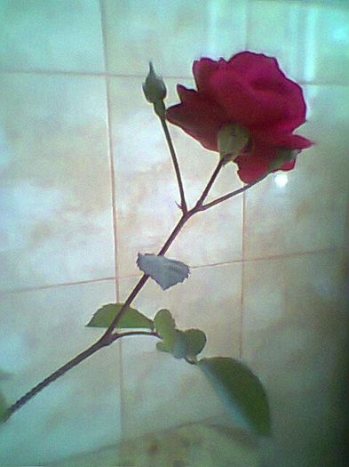 Fotogr.0527 - Trandafir buchetar rosu prins in sticla
