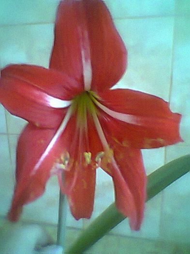 Fotogr.0519 - Amarilis