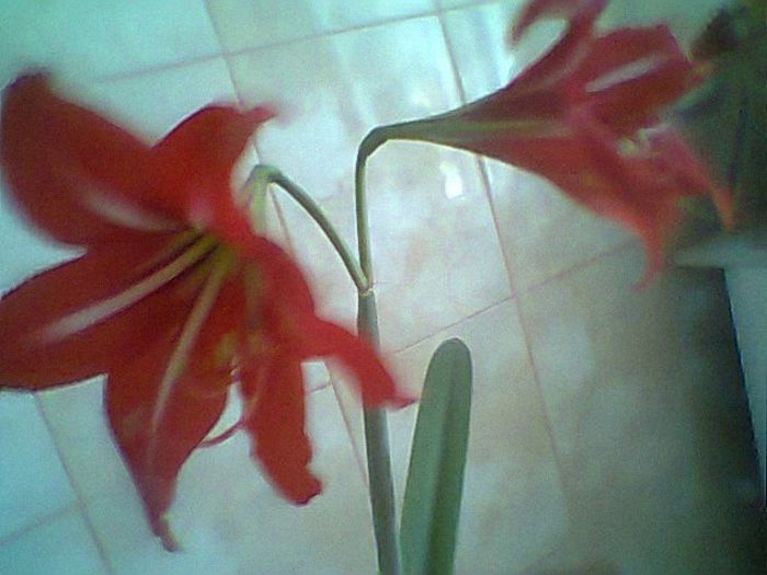 Fotogr.0520 - Amarilis