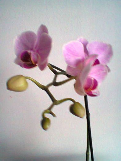 Ohideea; Al doilea an.
