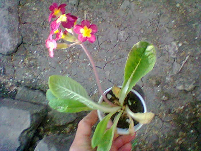 primula 2 lei - de vanzare plante de gradina si apartament