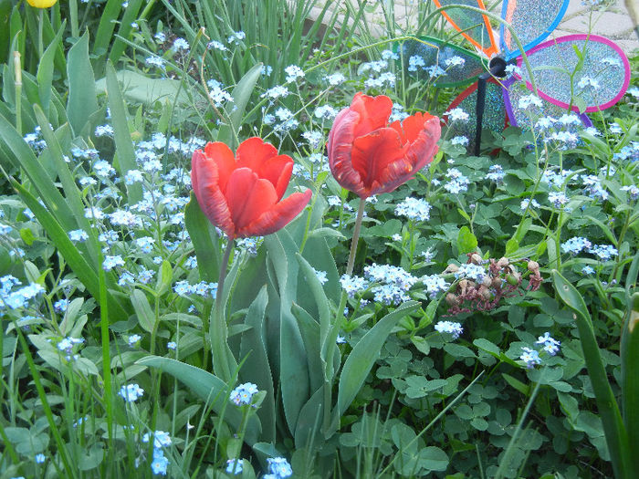 Tulips (2013, April 25)