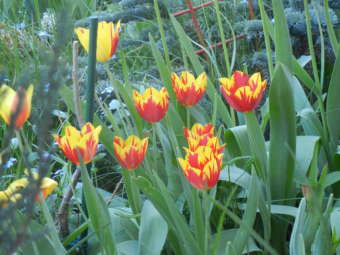 Tulips (2013, April 25) - LALELE_TULIP CLASSES