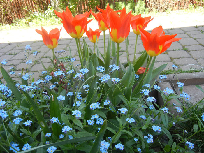 Tulips Juan (2015, April 25)