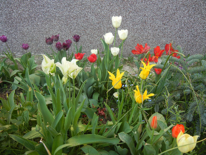 Tulips (2013, April 25) - LALELE_TULIP CLASSES