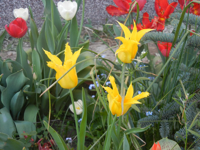 Tulips (2013, April 25) - LALELE_TULIP CLASSES