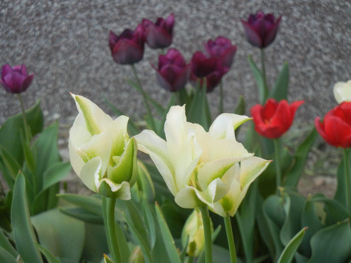 Tulips (2013, April 25)