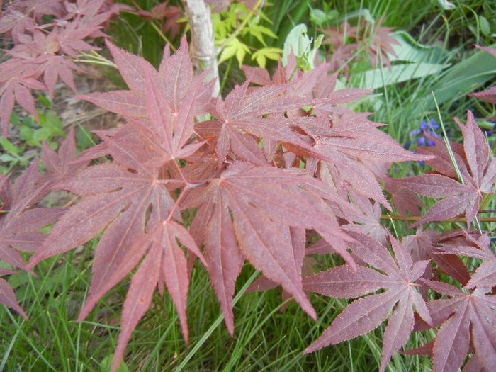 Acer palmatum Bloodgood (2013, Apr.25)