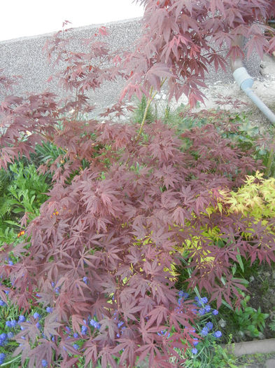 Acer palmatum Bloodgood (2013, Apr.25) - Acer palmatum Bloodgood