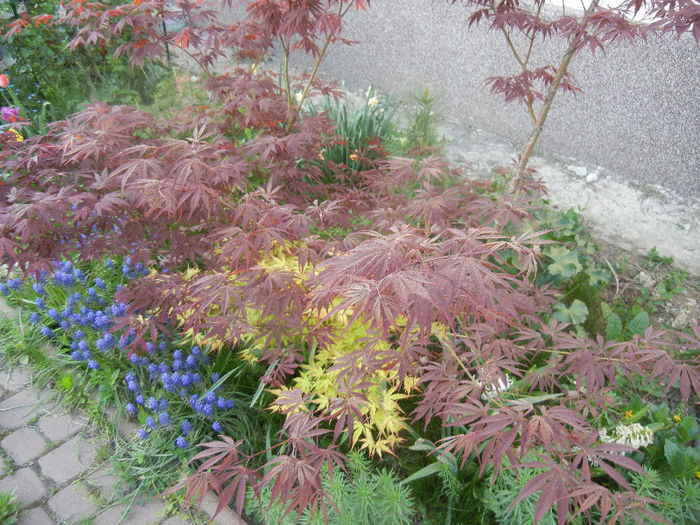 Acer palmatum Bloodgood (2013, Apr.25) - Acer palmatum Bloodgood