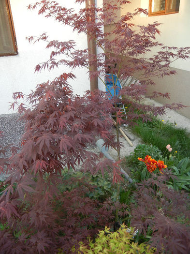 Acer palmatum Bloodgood (2013, Apr.25) - Acer palmatum Bloodgood
