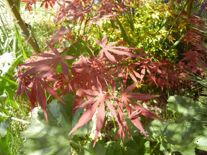 Acer palmatum Bloodgood (2013, Apr.26) - Acer palmatum Bloodgood