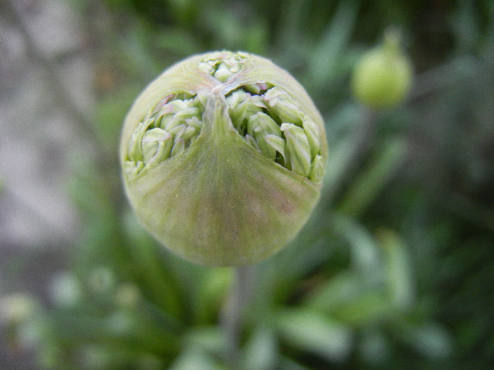 Allium Purple Sensation (2013, April 26)