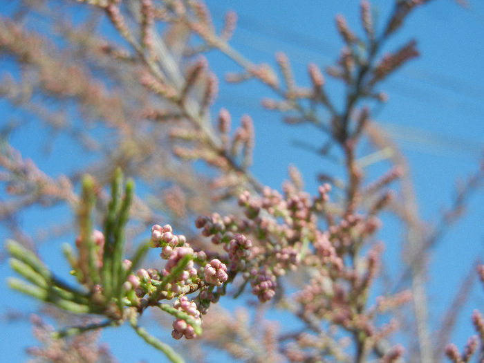 Tamarix tetranda (2013, April 25) - Tamarix tetranda