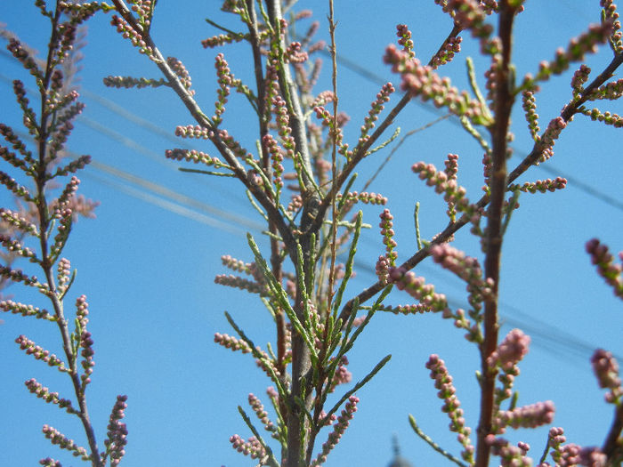 Tamarix tetranda (2013, April 25)