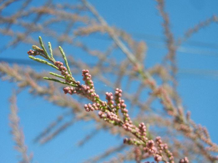 Tamarix tetranda (2013, April 25)