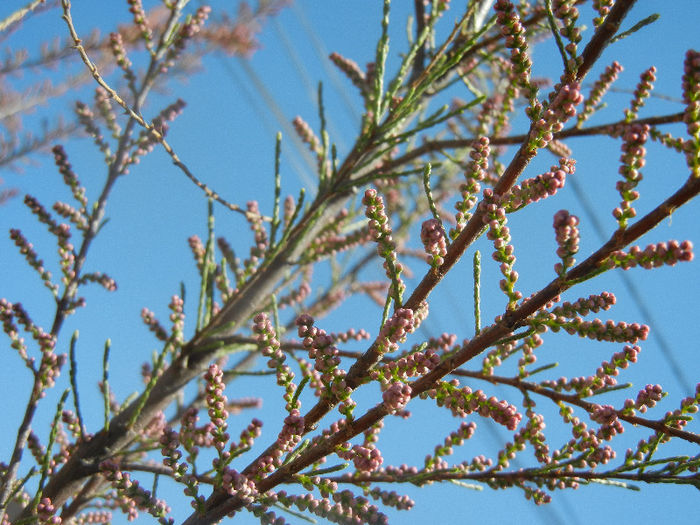 Tamarix tetranda (2013, April 25)