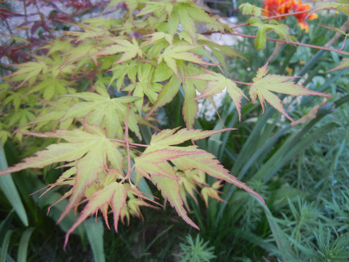 Acer palmatum Katsura (2013, April 25) - Acer palmatum Katsura