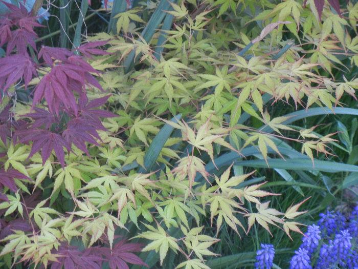 Acer Bloodgood & Katsura (2013, Apr.25) - Acer palmatum_Japanese Maples