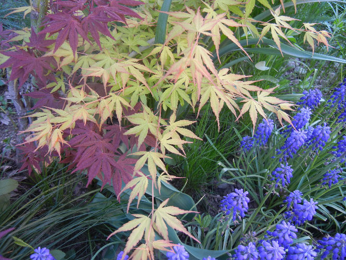 Acer Bloodgood & Katsura (2013, Apr.25) - Acer palmatum_Japanese Maples