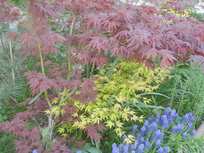 Acer Bloodgood & Katsura (2013, Apr.25) - Acer palmatum_Japanese Maples