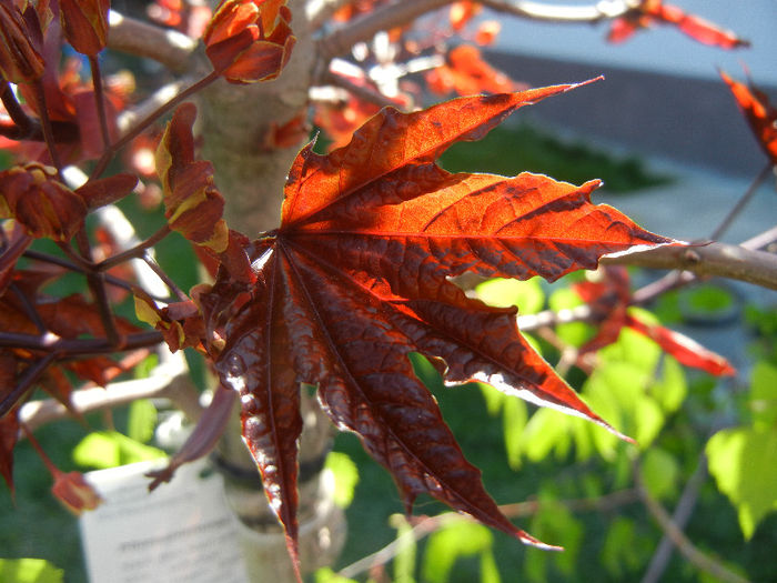 Acer Crimson Sentry (2013, April 25)