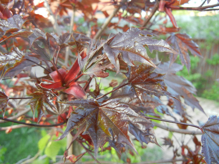 Acer Crimson Sentry (2013, April 27)