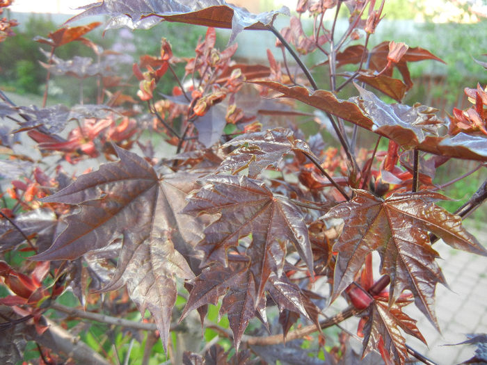 Acer Crimson Sentry (2013, April 27)