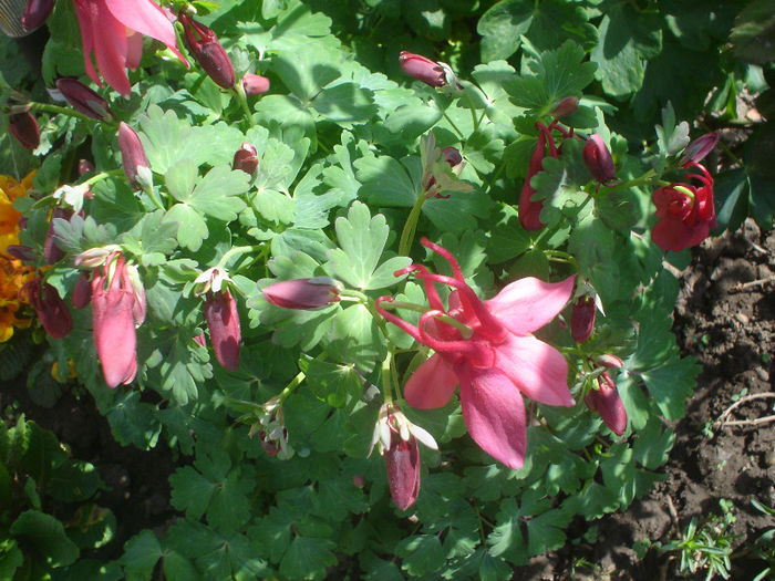 aquilegia