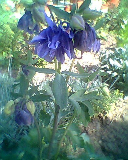 Photo^^0834 - flori de gradina 2013