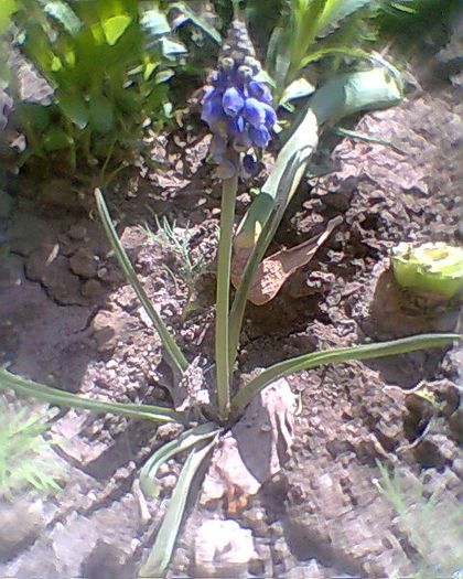 muscari de la iSimona.