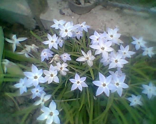 Photo^^0805 ornitogalum de gradina - flori de gradina 2013