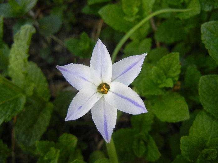 Spring Star Wisley Blue (2013, Apr.27) - Ipheion uniflorum Wisley Blue