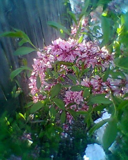 Photo^^0806 - flori de gradina 2013