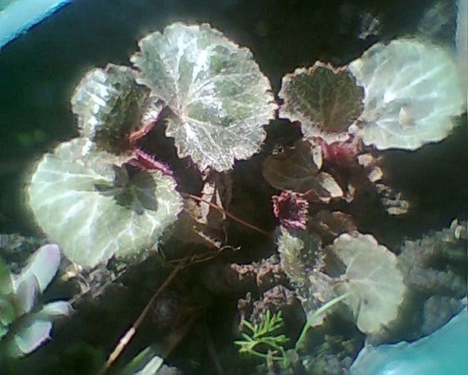 Photo^^0842 - flori de gradina 2013