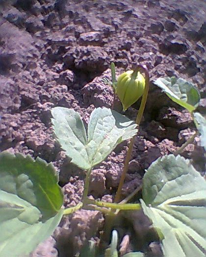 Photo^^0848 - flori de gradina 2013