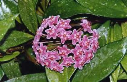 HOYA PUBLICALYX SILVER PINK - HOYA