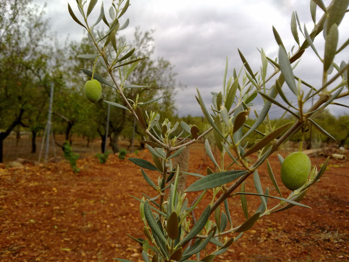 28.09 maslinii au cateva fructe; sunt in primul an
