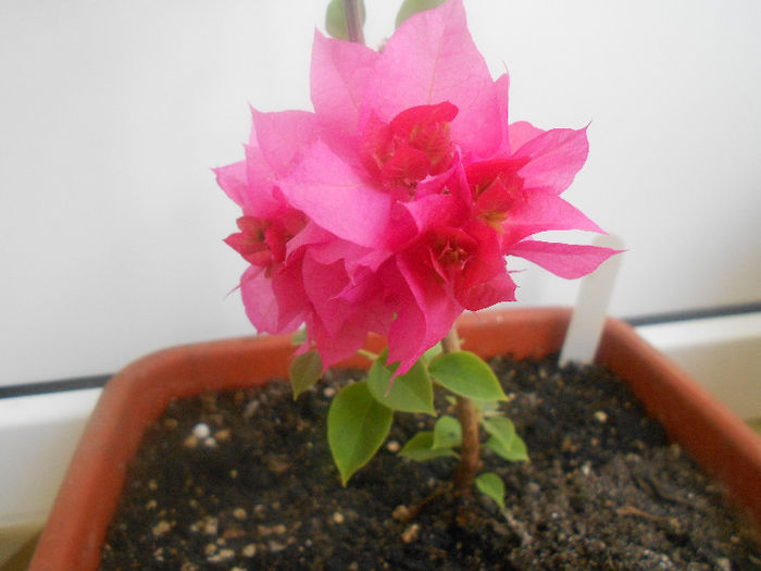 double pink - bouganvillea 2